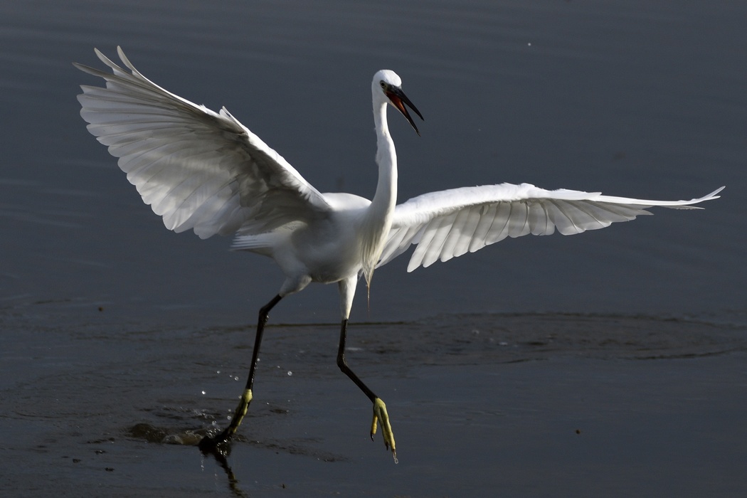 Aigrette Garzette